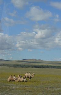 Camels family