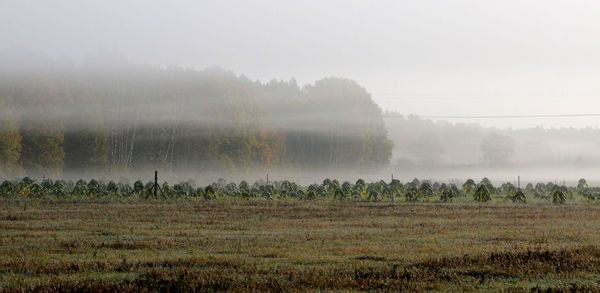 Scenic view of field against sky during foggy weather