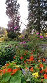 Flowers blooming on tree