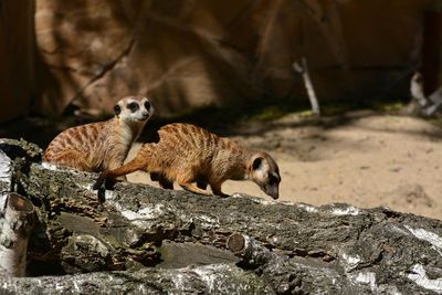 Meerkats on fallen tree at forest