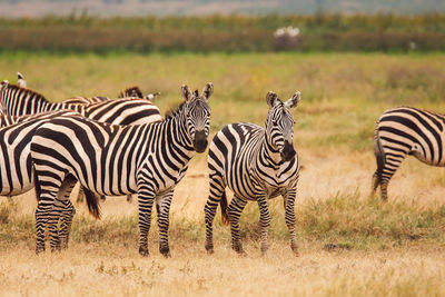 Zebra standing on field