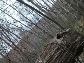 Low angle view of bare trees