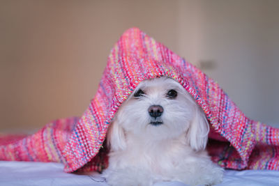 Portrait of dog relaxing on bed