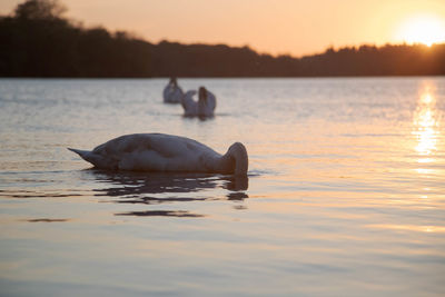 Duck swimming in a lake