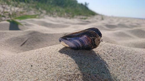 Close-up of shell on sand