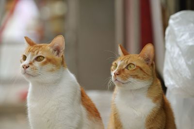 Close-up of a cat looking away