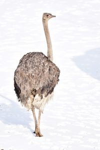 Ostrich in the snow