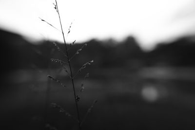 Close-up of plant against sky