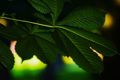 Close-up of leaves