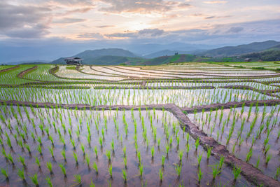 Scenic view of rice field against sky