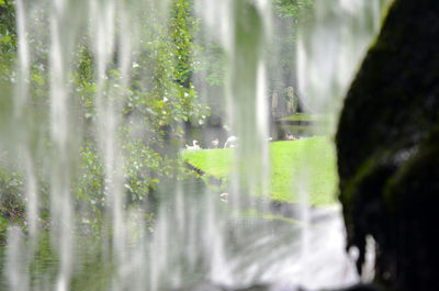 Panoramic shot of wet land on trees in forest