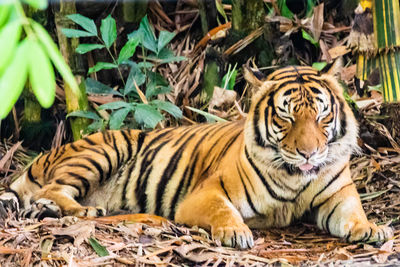 Cat lying in a zoo