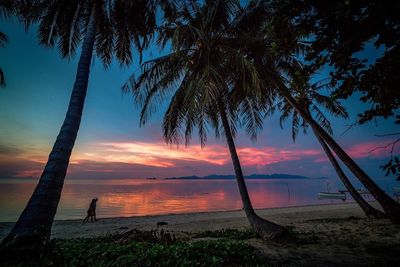 Silhouette trees on beach against sky during sunset