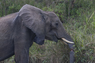 indian elephant