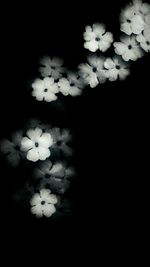 Close-up of white flowers
