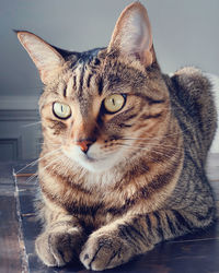 Close-up portrait of tabby cat