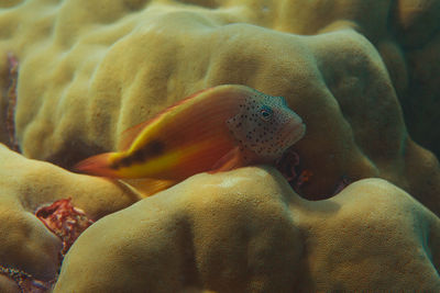 Close-up of fishes swimming in sea