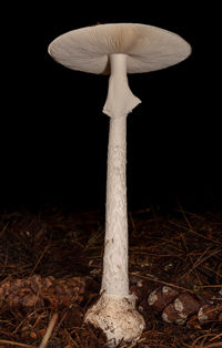 mushroom