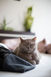 Close-up of cat lying on bed at home