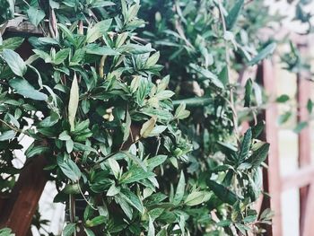 Close-up of potted plant in yard