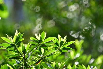 Close-up of raindrops on plant