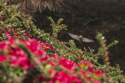 Close-up of insect on flowers