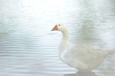 Close-up of duck swimming in lake