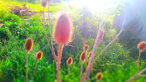 Close-up of plants