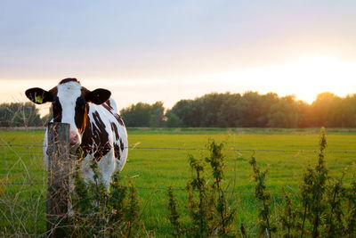 View of a horse on field