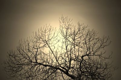 Low angle view of silhouette bare tree against sky at dusk