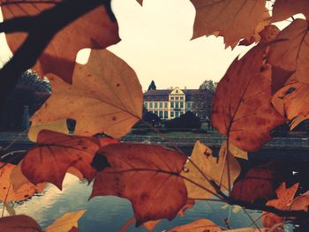 Autumn leaves on wall