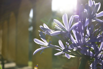 Close-up of purple flowering plant