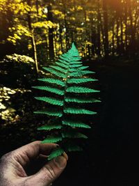 Close-up of person holding leaf in forest