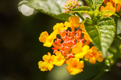 Close-up of yellow flower