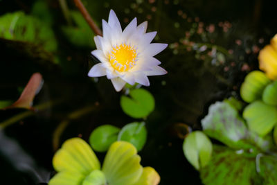 Close-up of white flowering plant