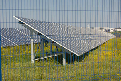 Plants growing on field by building against sky