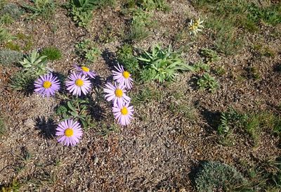 High angle view of flowers