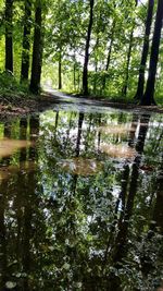 Scenic view of lake in forest