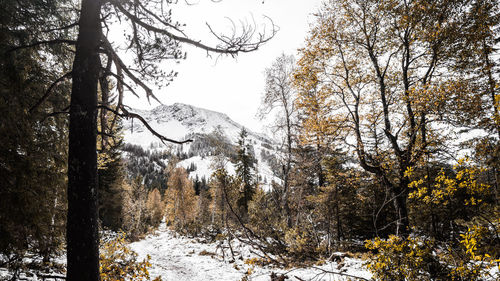 Trees in forest against sky during winter