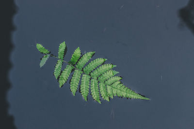 High angle view of fern leaves on lake