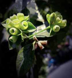 Close-up of plant