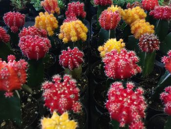 Full frame shot of colorful flowers