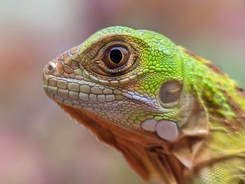 Close-up of lizard