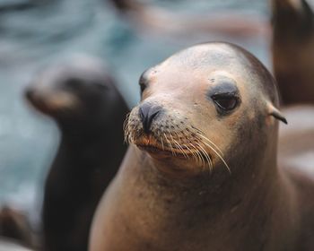 Close-up of sea lion