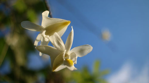 Close-up of yellow flowering plant