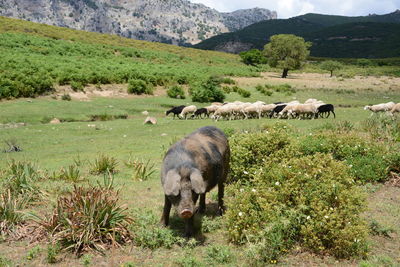 Sheep in a field