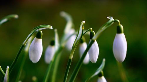 Close-up of flowers against blurred background