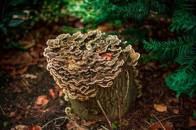 Close-up of leaves on tree trunk