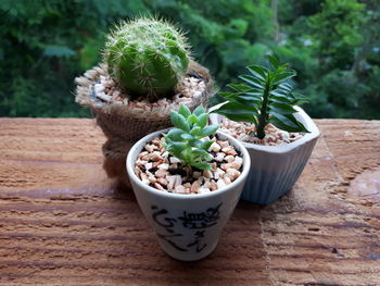Potted plants in pot