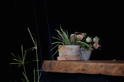 Potted plant on table against black background